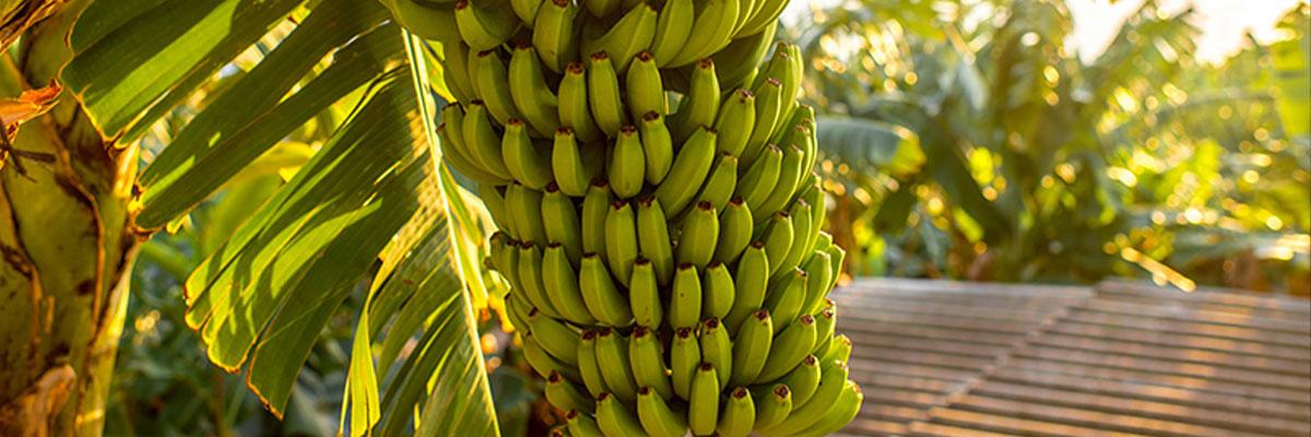 Seguro Extensión Garantía Plátano