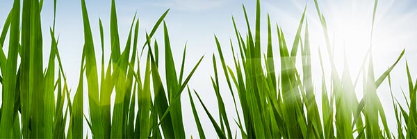 Seguro de Responsabilidad Medioambiental - Imagen de un campo con hierba verde Seguro de Responsabilidad Medioambiental - Imagen de un campo con hierba verde