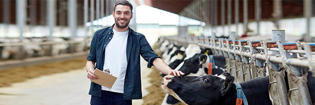 Seguro Agropyme - Granjero con camisa de cuadros y una carpeta en la mano rodeado de vacas en una granja