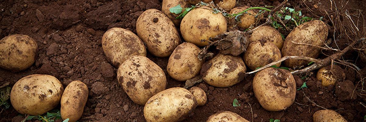 Seguro Hortalizas de Canarias - Papas Seguro Hortalizas de Canarias - Papas
