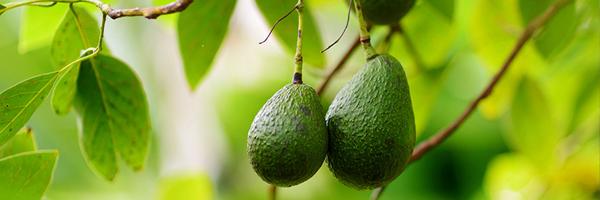 Seguro Cultivos Tropicales