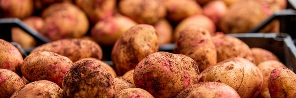 Seguro Hortalizas de Canarias - Papas